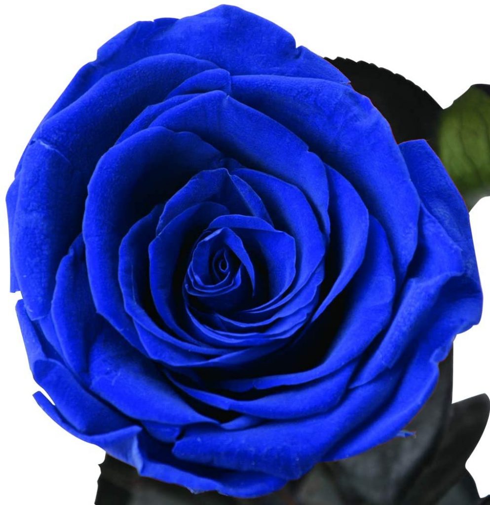 Dewanxin Rosa Eterna - Rosa Naturale Conservata